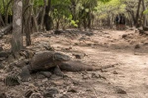 komodo dragon