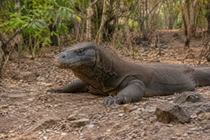Wild Komodo dragon beside a ranger trail on Komodo Island