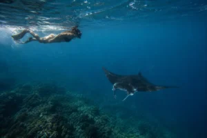 Snorkeler observing a manta ray at Manta Point in Komodo National Park