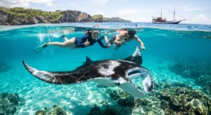 Tourists snorkeling with a giant manta ray in Komodo National Park near Labuan Bajo