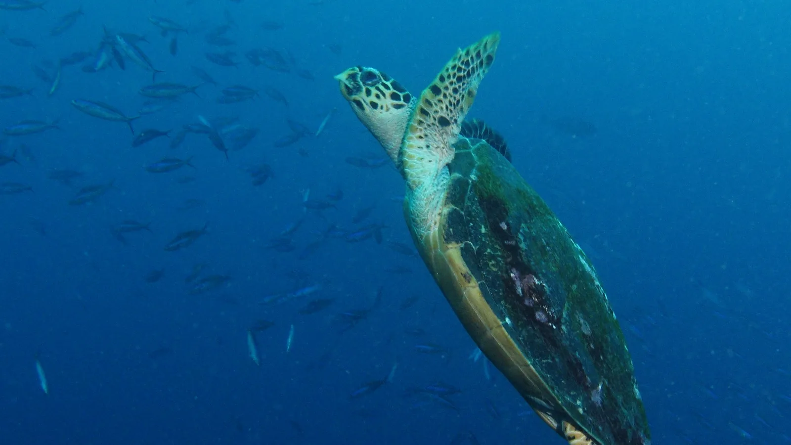 Green sea turtle resting under table coral at the Batu Bolong dive site in Komodo