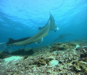 Manta ray at Manta Point, snorkelled on day two of the Catnazse 3D2N route