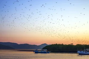 Large flying foxes in flight after leaving the mangroves of Kalong Island at dusk