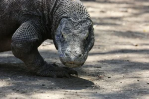 Close-up view of a wild Komodo dragon walking on the island, the main attraction of a Komodo one day tour