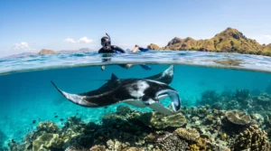 Half underwater shot showing a snorkeler on the surface and a beautiful manta ray over a coral reef during a 2D1N Komodo trip