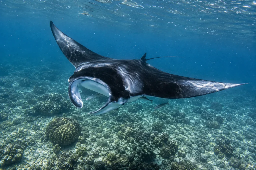 Reef manta ray gliding over the shallow bank at Karang Makassar in Komodo