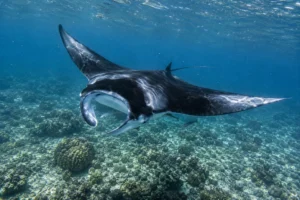 Manta ray gliding over a shallow reef at Manta Point in Komodo