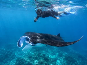 Snorkeller above a manta ray at Karang Makassar, the manta channel in Komodo National Park