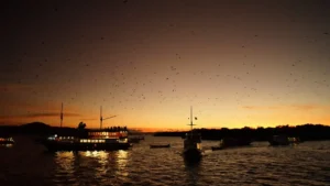 Flying foxes leaving Kalong Island at sunset, the day one finish on Mosalaki