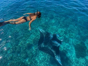 Tourist snorkeling in clear waters watching a giant Manta Ray from above, a must-do on a 2 days 1 night Komodo tour.