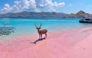 A wild deer standing on the beautiful pink sands of Pink Beach, a unique wildlife encounter during a short Komodo tour.
