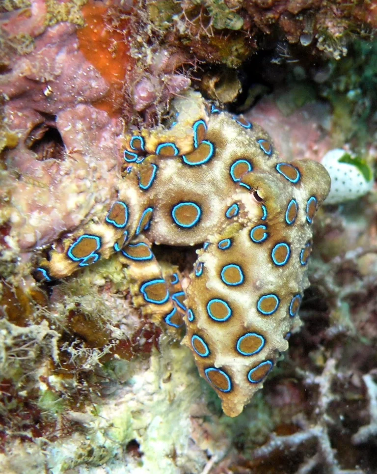 Close view of a blue ringed octopus showing its ringed mantle and arms