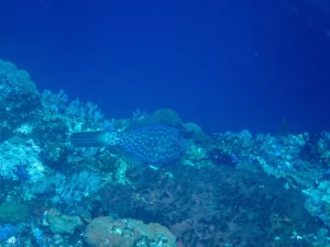 Scrawled Filefish (Aluterus scriptus) in Indonesia