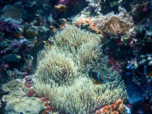 Anemonefish sheltering in a wide bed of pale anemone tentacles