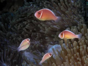 Pink skunk clownfish (Amphiprion perideraion) in Komodo National Park