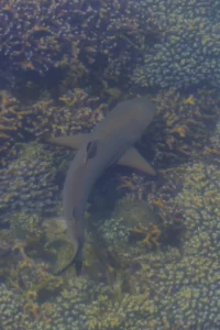 Blacktip reef shark swimming over coral near Komodo Island