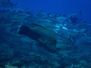 Napoleon wrasse swimming inside a dense school of bigeye trevally