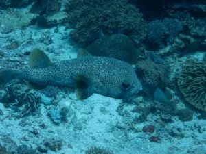 Spotted porcupinefish hovering next to a brain coral on the reef floor