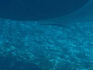 Sharksucker (Echeneis naucrates) in Indonesia