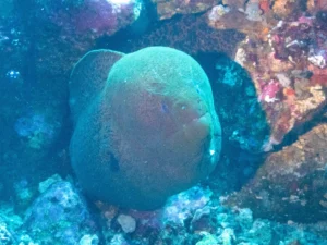 Giant moray filling a hole in the reef surrounded by pink and purple coral