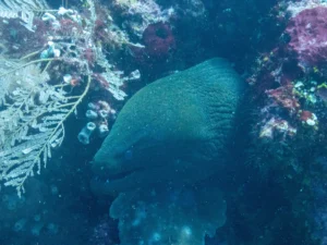 Giant moray peering out from the reef behind feathery white hydroids