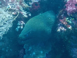 Giant moray with its head and body clear of the coral among soft growth