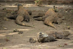 Three big Komodo enjoying the day