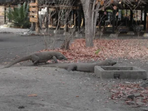 Komodo dragon, Komodo island, Indonesia.
