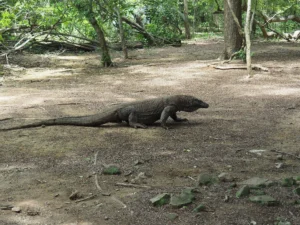 Komodo dragon walking across an open patch of dry earth between trees