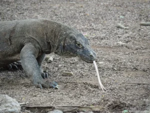 Komodo dragon on gravel with its forked tongue extended