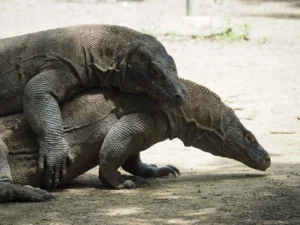One Komodo dragon mounted on another on open sandy ground