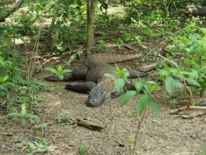 Komodo dragon lying on the forest floor surrounded by green leaves