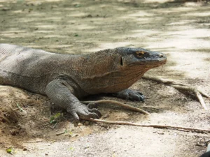 Close view of a Komodo dragon lying on dry ground with its claws forward