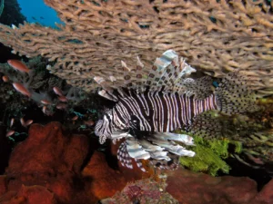 Lionfish seeking refuge under an acropora table coral