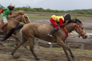 Young jockeys racing horses in the traditional Main Jaran race in Sumbawa