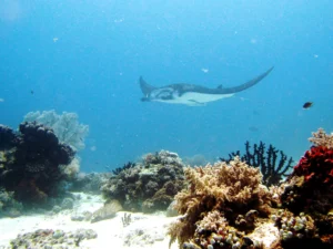 A mobula ray in the Komodo national park
