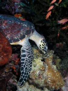 Marine turtle in Komodo National Park
