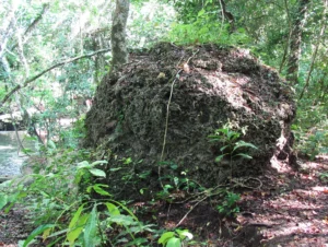 Coral rock in the jungle near Labuan Haji, Moyo Island, Inoonesia