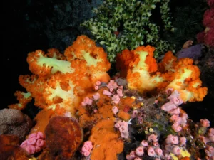 Soft corals from Komodo National Park