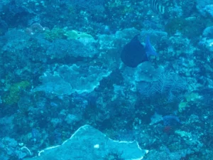 Redtooth triggerfish swimming above blue tinted coral on the reef