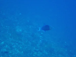 Single redtooth triggerfish in clear open blue water above the reef