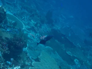 Redtooth triggerfish moving along a reef slope covered in hard coral