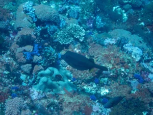 Boxfish over a coral bommie with small blue chromis around it