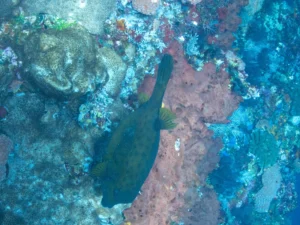 Boxfish beside a coral covered wall with pink and blue growth