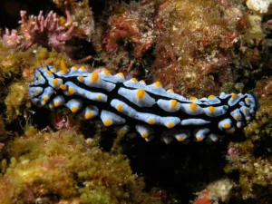 Phyllidia varicosa nudibranch in Komodo National Park.
