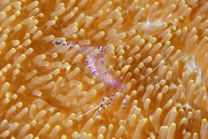 Sarasvati anemone shrimp resting on an orange sea anemone