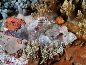 Camouflaged scorpionfish in Komodo National Park