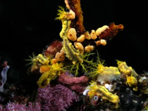 A grouping of small sea cucumbers in Komodo National Park.