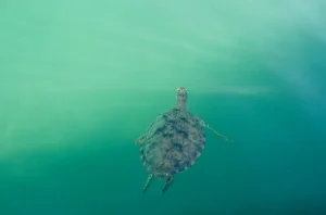 A sea turtle swimming just below the surface in green water