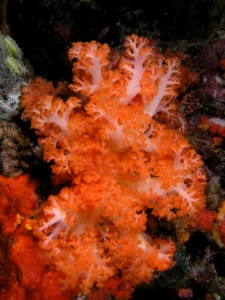 Soft coral in Komodo National Park.